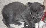 ~~***chatons ***~~